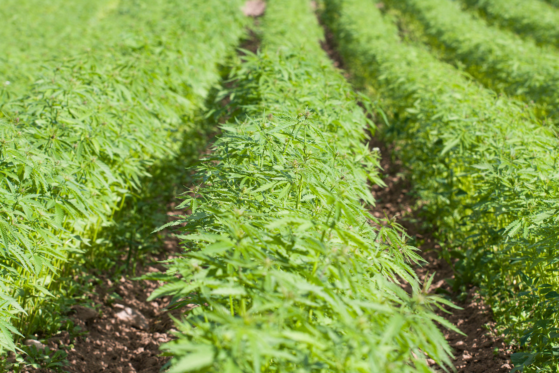 Field of hemp. Cannabis Sativa. Industrial kind (technical cannabis)